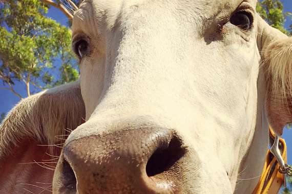 A cow's face
