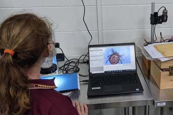 A school student viewing their parasite identification science project on a laptop