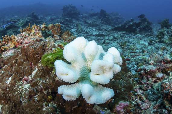 Coral in the Great Barrier Reef