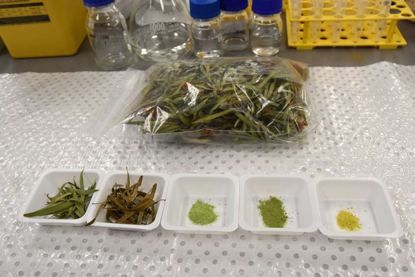 Native food samples displayed in small dishes