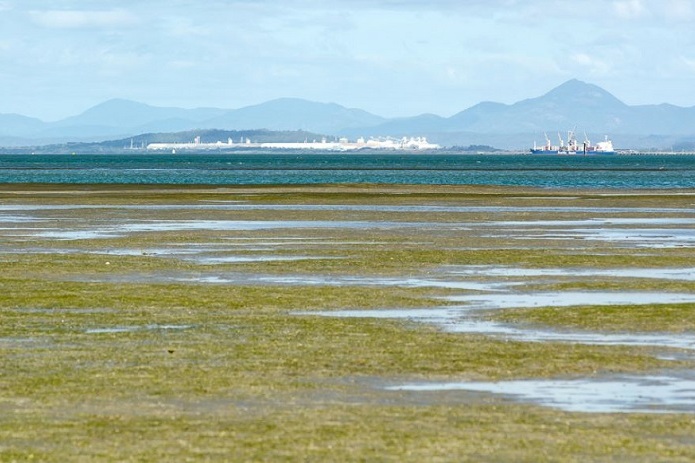 Seagrass flats at Curtis Island