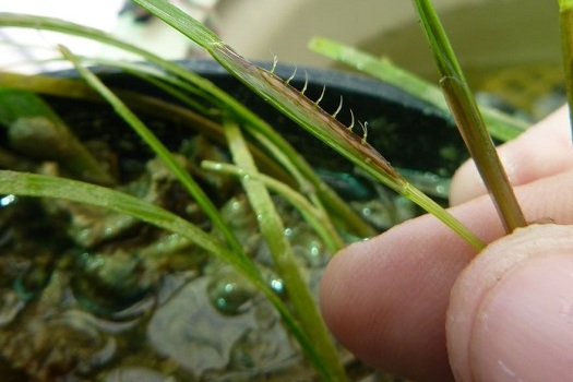 Seagrass Flower