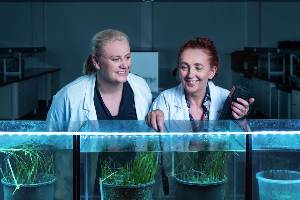Two Research Higher Degree students inspecting seagrass in tanks in a laboratory