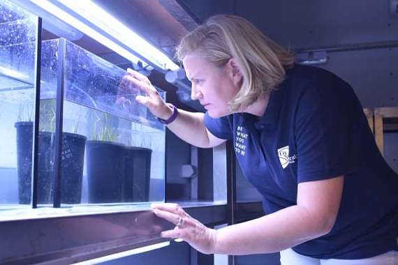 Associate Professor Emma Jackson looking at seagrass