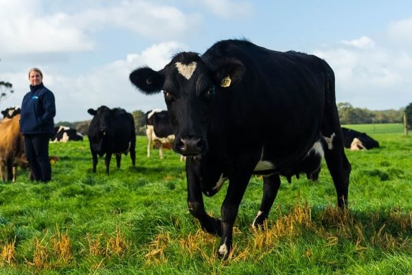 Dairy cow in green pasture with farmer and other cows in the background