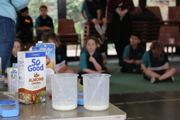 Desk with milk cartons and jugs with a small amount of milk in them with primary school children sitting in the background