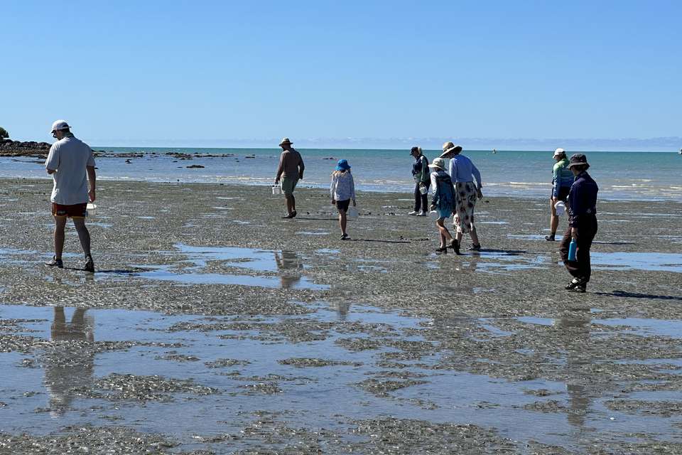 Volunteers walking along seagrass meadows for the CMERC Airlie Beach Nursery Launch Collection