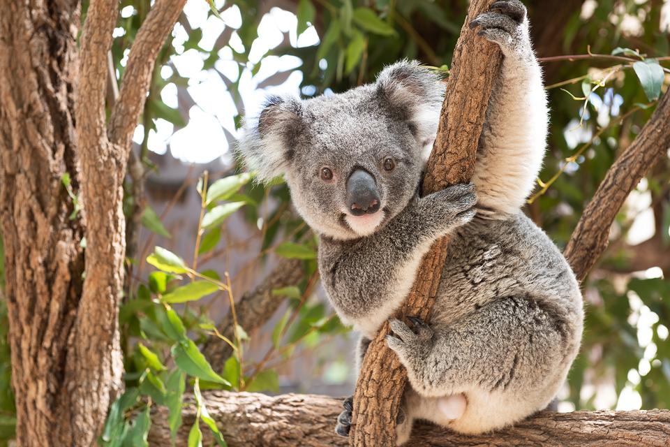 Koala hugging tree branch in Eucalyptus Tree
