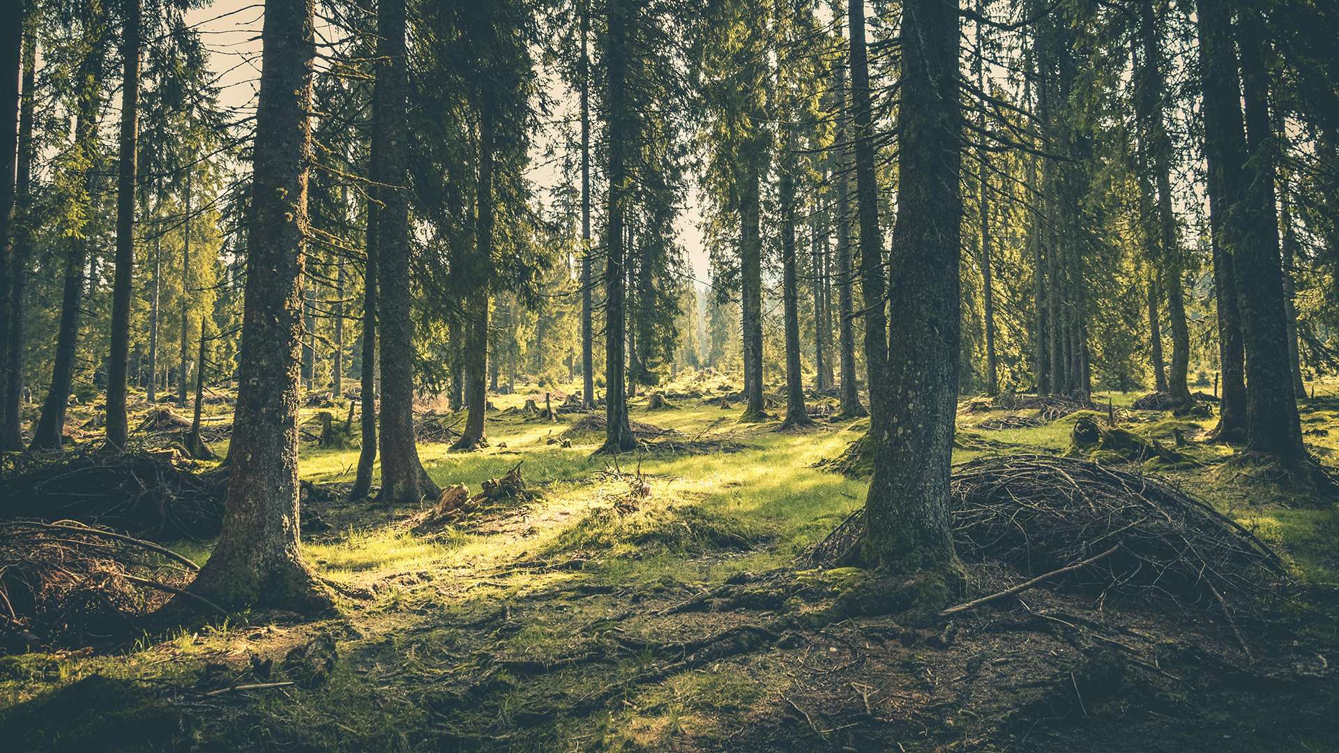 Pine forest with pine branches laying in piles at the base of the trees