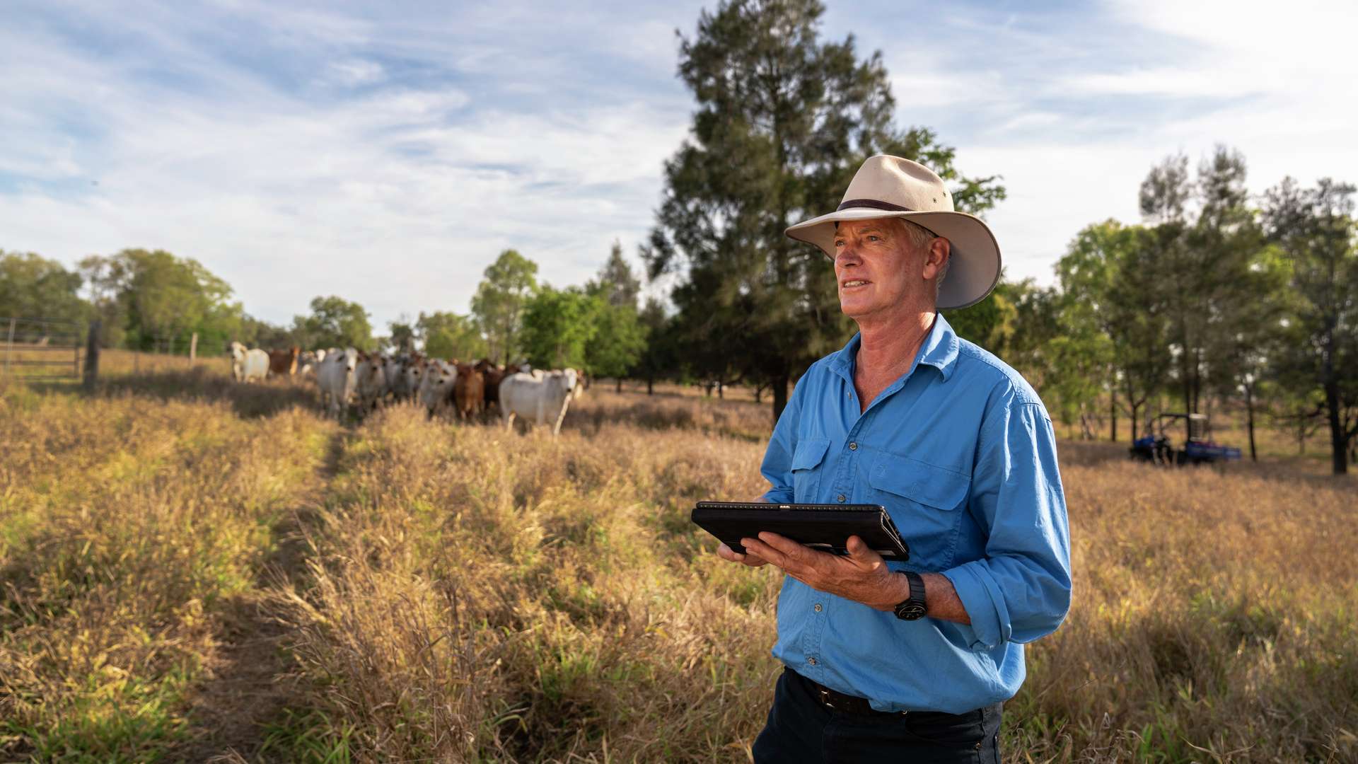 Farmer in cow field using tablet for plm research projects