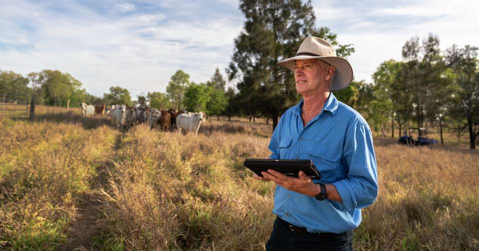 Farmer in cow field using tablet for plm research projects