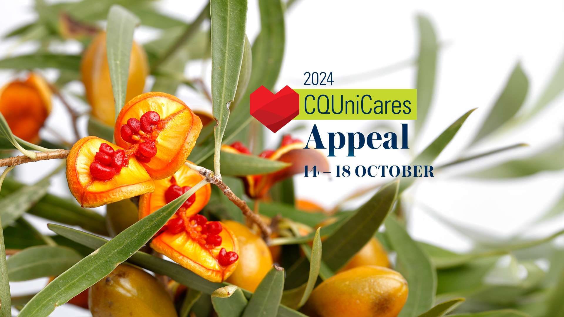 Gumbi Gumbi plant with words CQUniCares 2024 Appeal over top