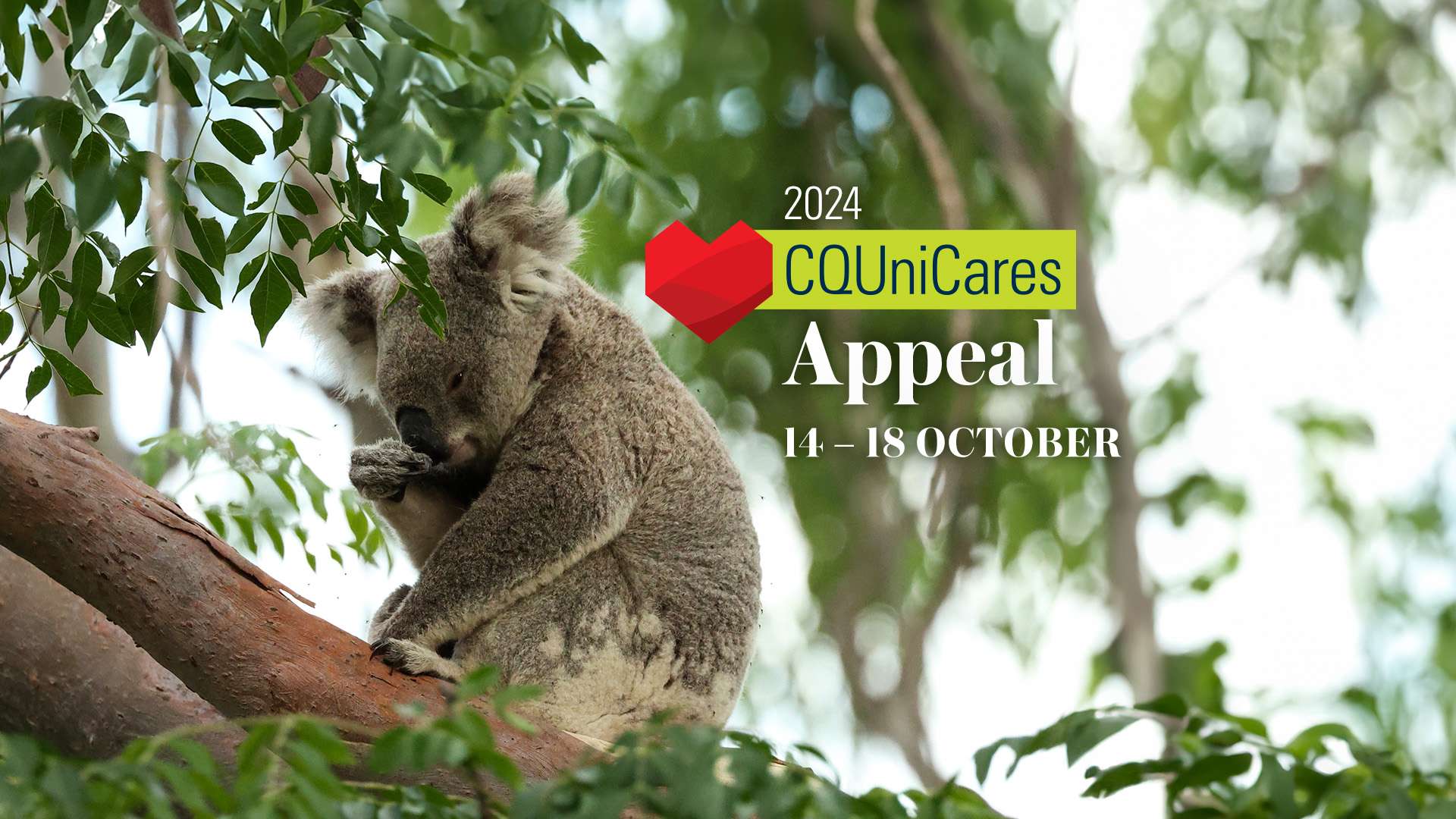 Koala sleeping in gum tree with words CQUniCares 2024 Appeal over top