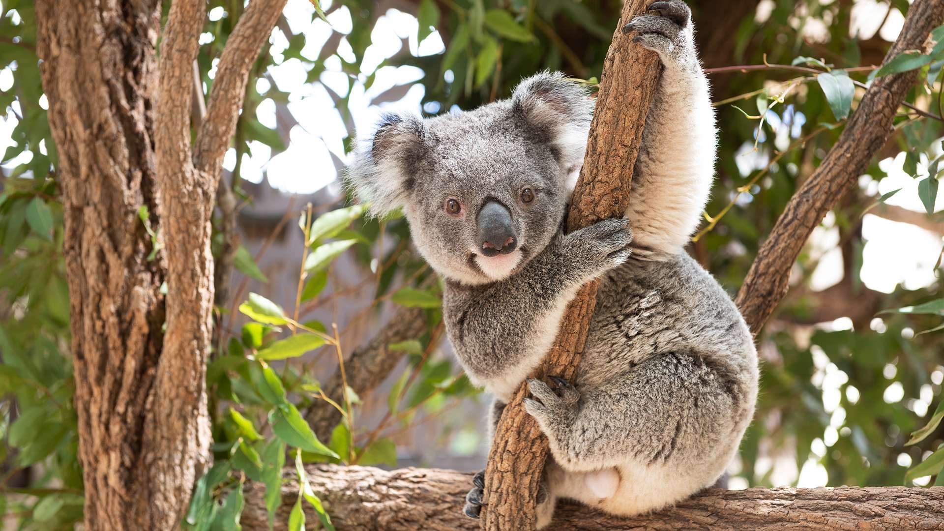 Koala hugging tree branch in Eucalyptus Tree