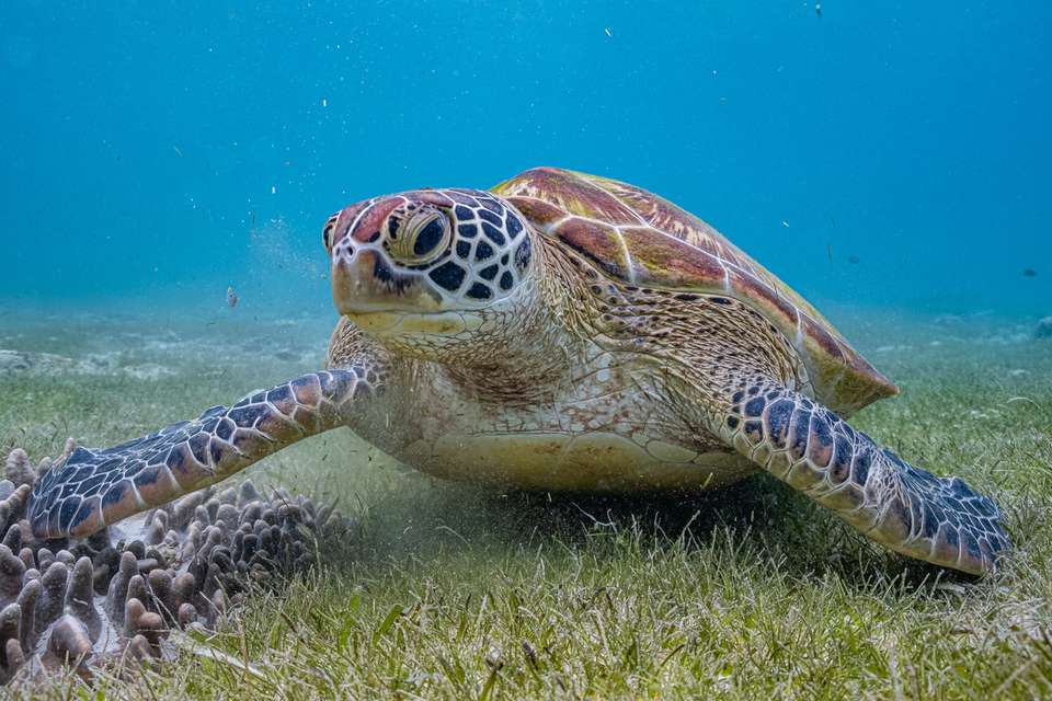 A large turtle swimming along the sea bed