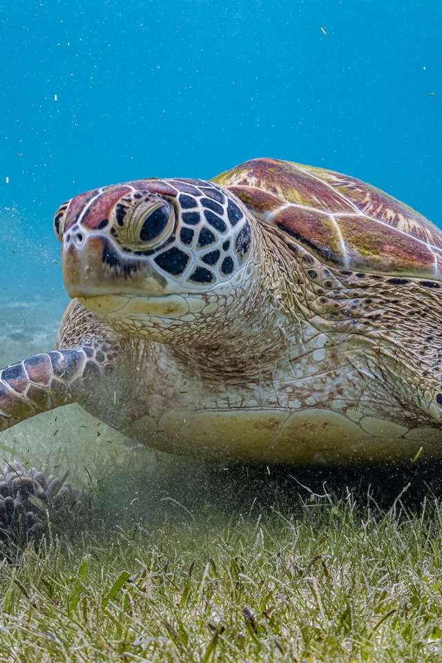 A large turtle swimming along the sea bed