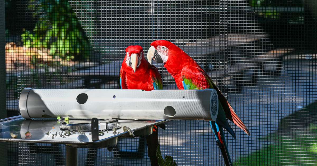 Macaw group implementation stage (4).jpg