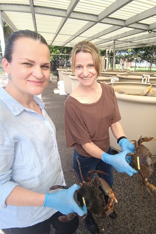 Dr Nicole Flint and a fellow researchers standing at the CQUni CMERC facility holding mud crabs