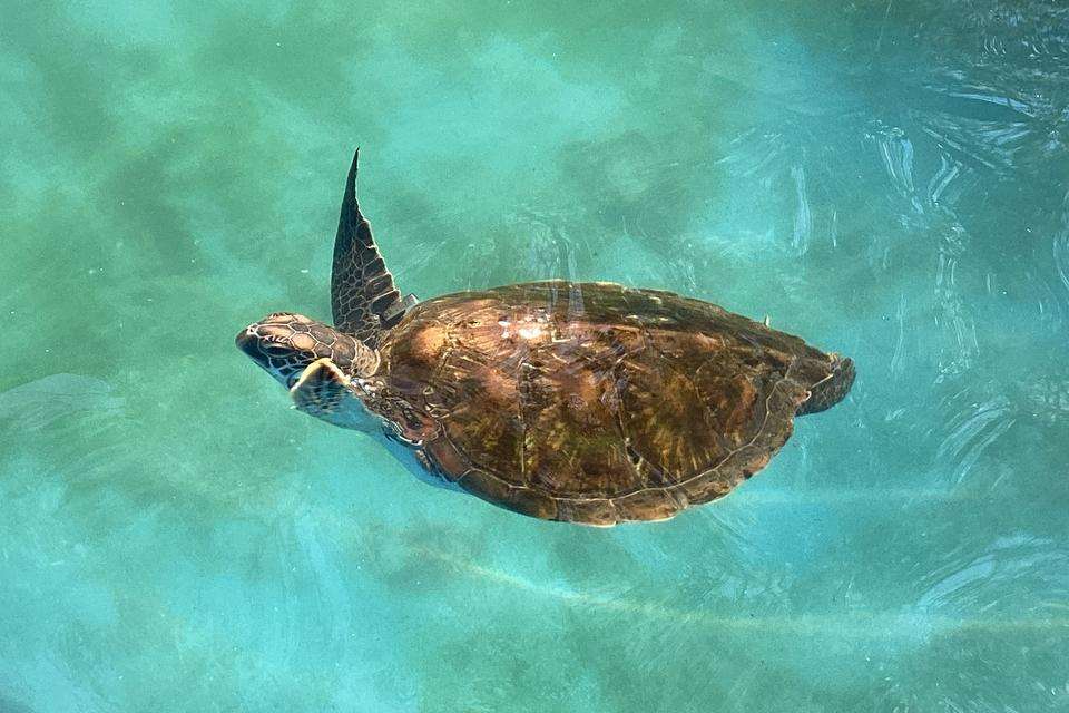 Turtle swimming in blue water