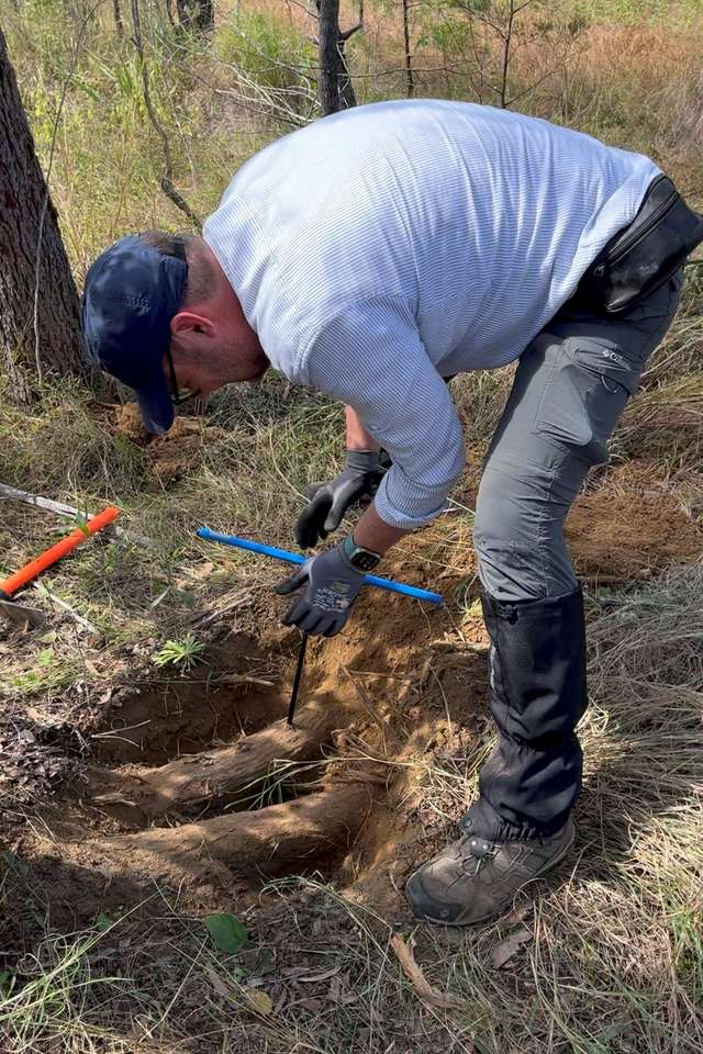 A man hand drilling a cypress pine