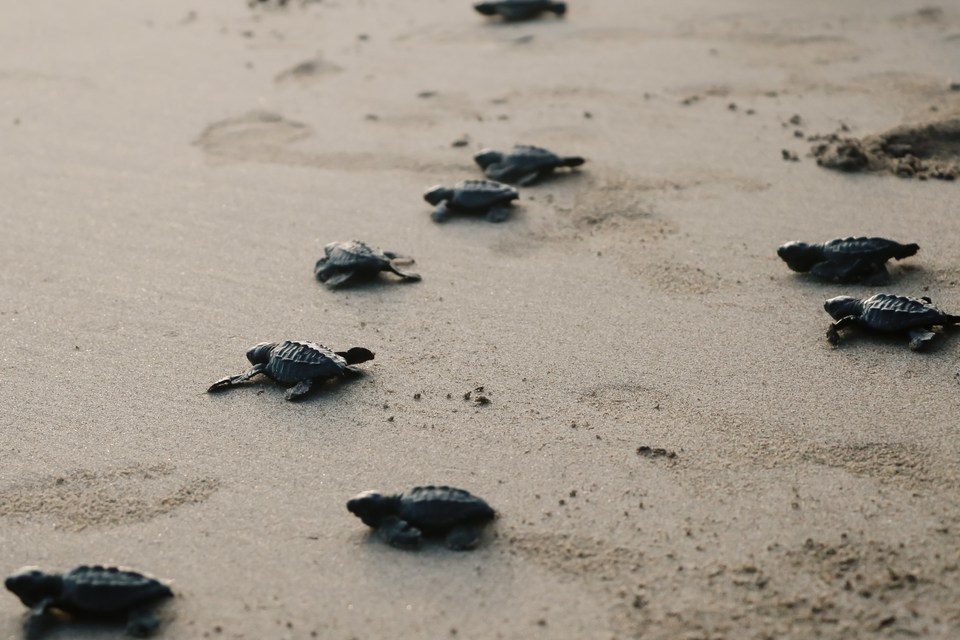 Hatching turtles.png