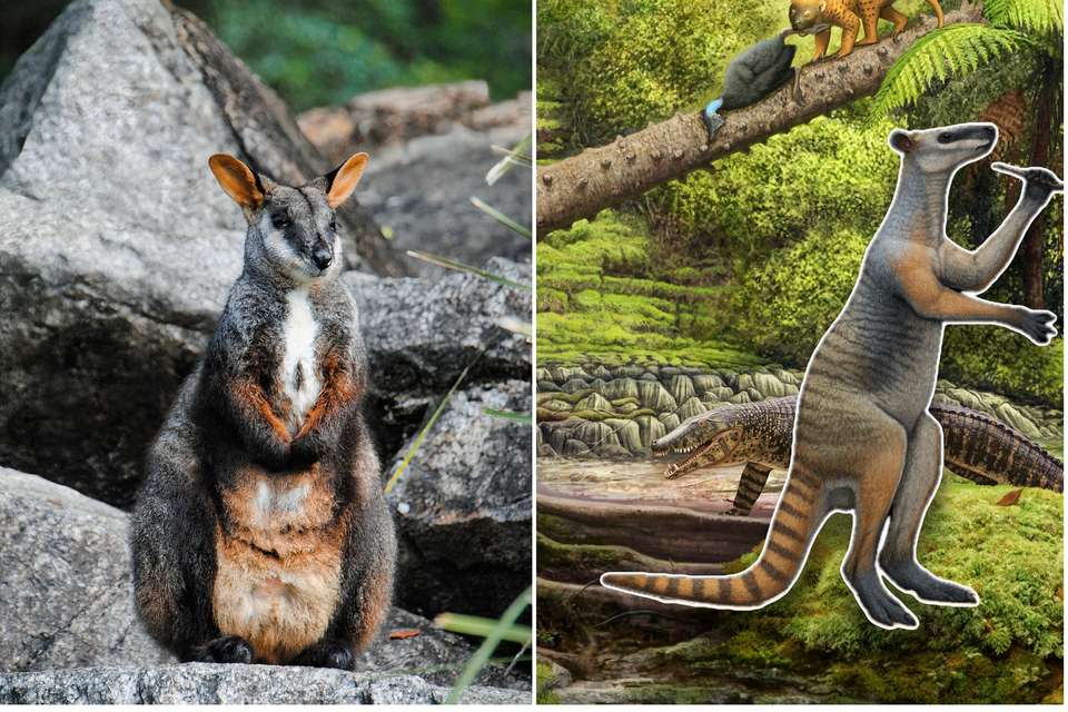 Mount_Etna_Macropod_Diversity_ChrisLaurikainenGaete_(c) Atuchin, Hocknull 2024 (Queensland Museum).jpg