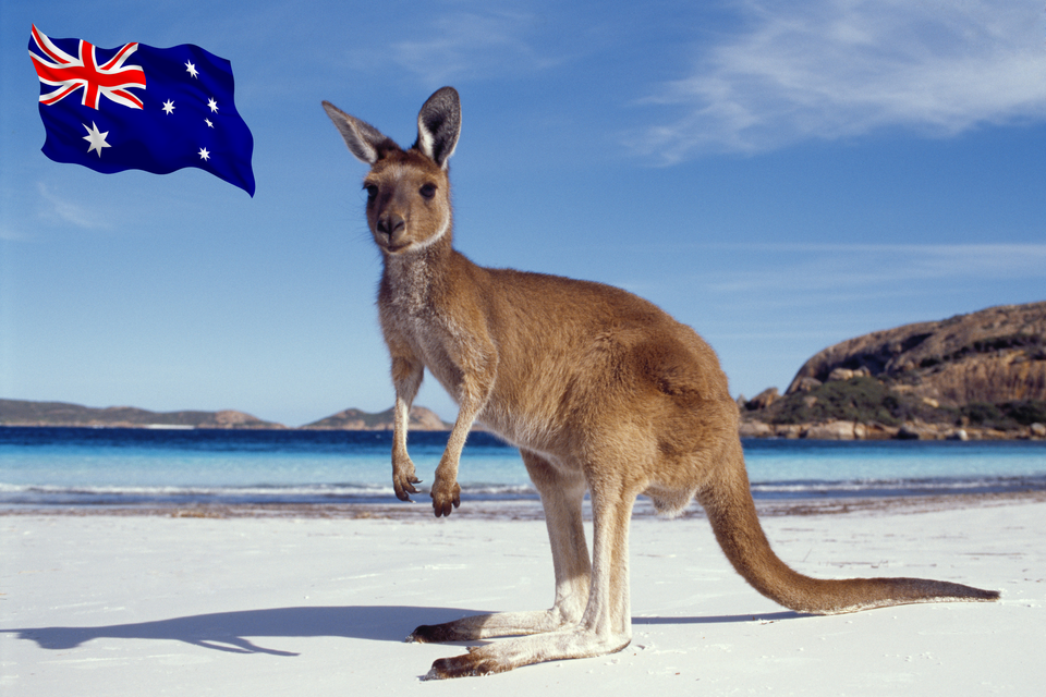 A kangaroo on a beach and an Australian flag at top left of image