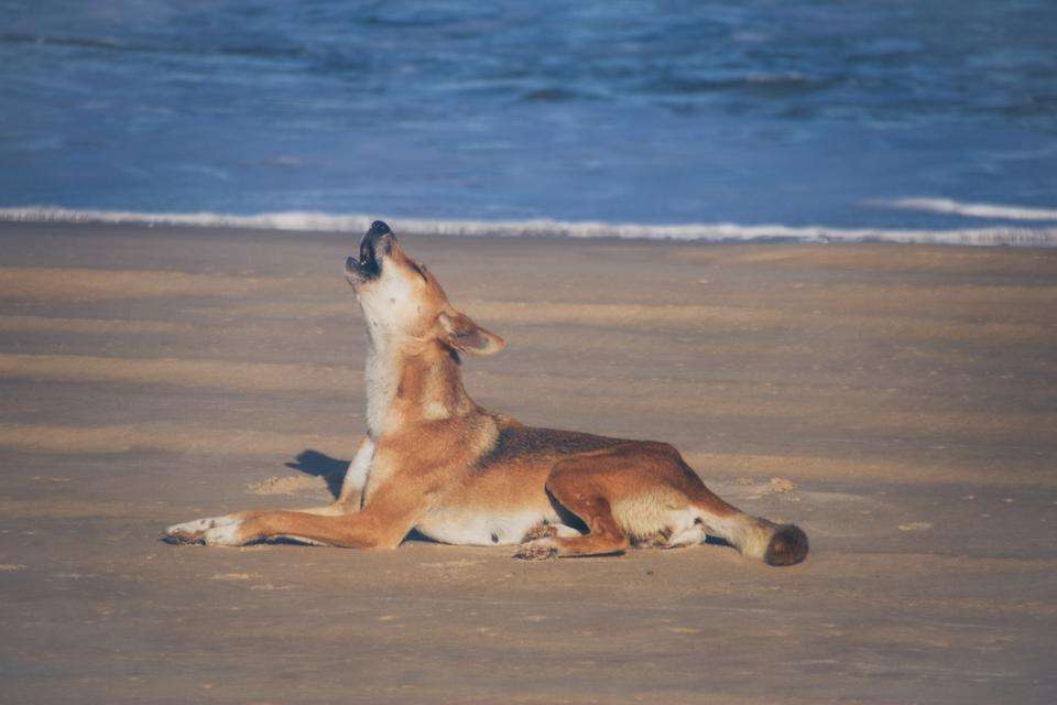 Dingo on a beach in Australia