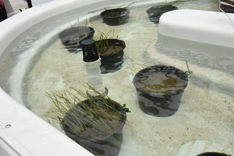 Seagrass tank