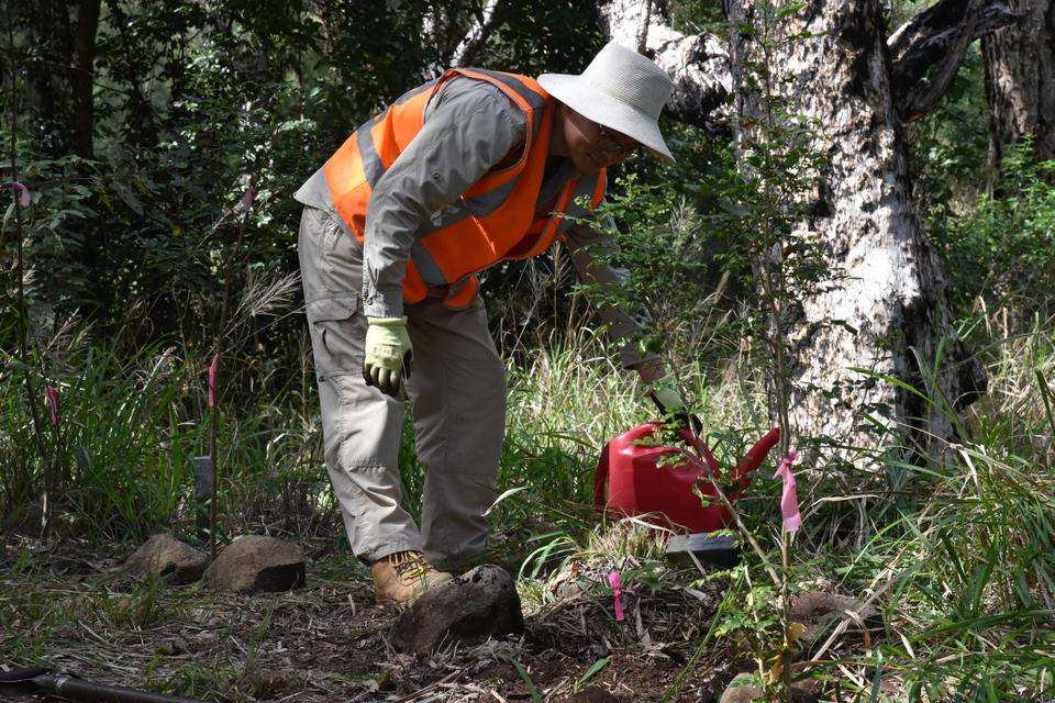 A horticulture student in protective clothing and high-vis works to plant a young sapling in native bushland.