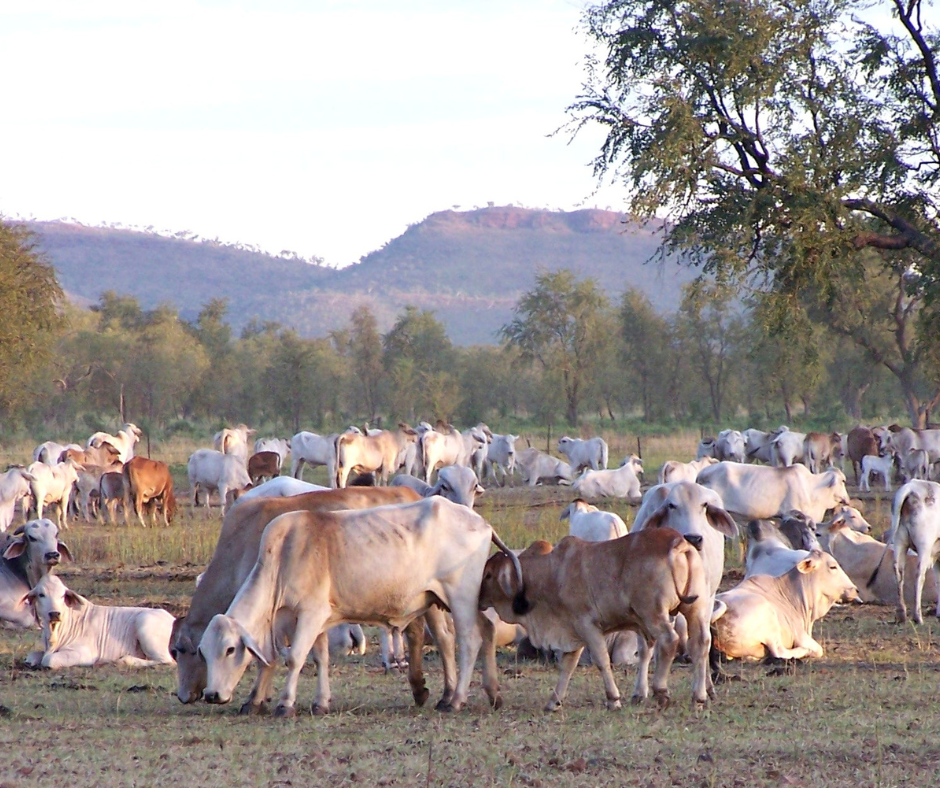 A herd of cream and light brown cows in a paddock lined with trees and with a mountain in the background