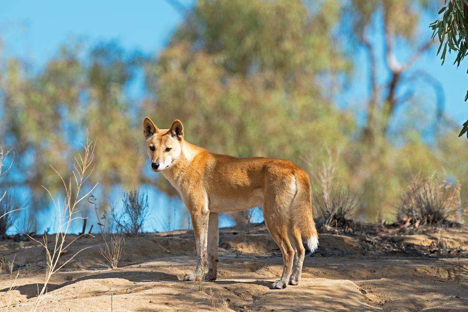 A wild dingo in the far outback of Queensland, Australia.