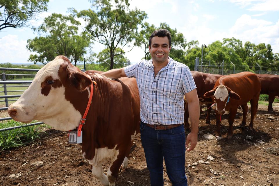 Diogo with cows