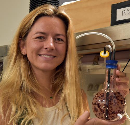 seaweed researcher Emma Theobald with seaweed spores in a beaker