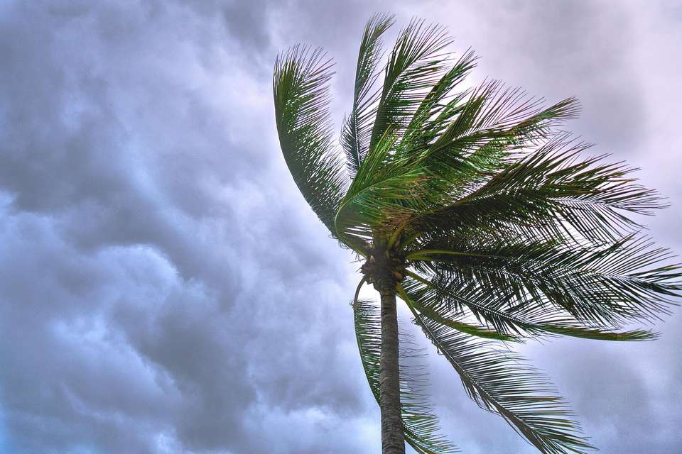 A palm tree blowing in the wind, against a cloudy, stormy sky backdrop.