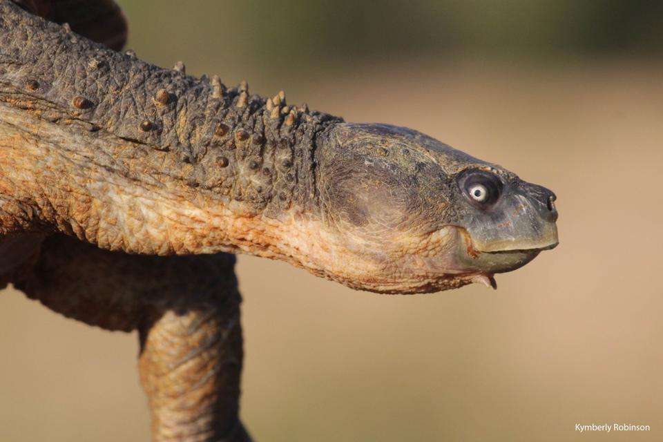 Fitzroy River Turtle.jpg