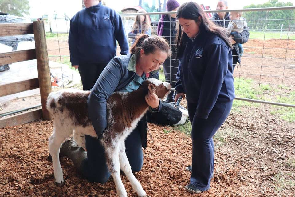 Dr Jaime Manning handles a calf next to a group of school students.