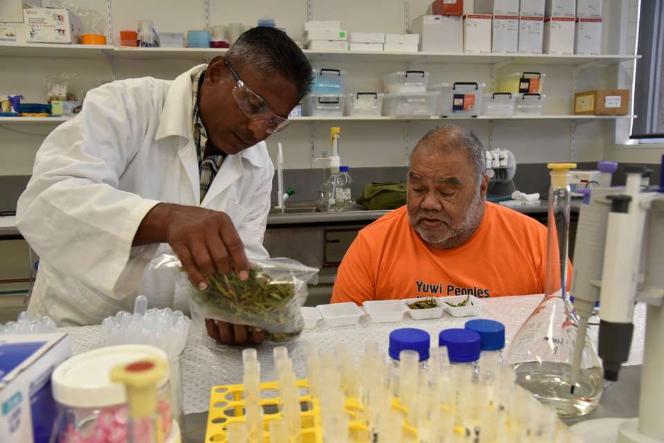 Dr Mani Naiker and Ghungalu Elder Uncle Steve Kemp work together in a lab with traditional Gumbi Gumbi.