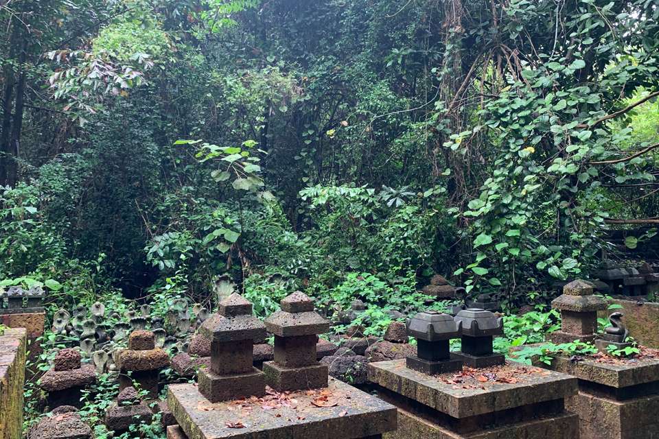 Image of a sacred grove in India