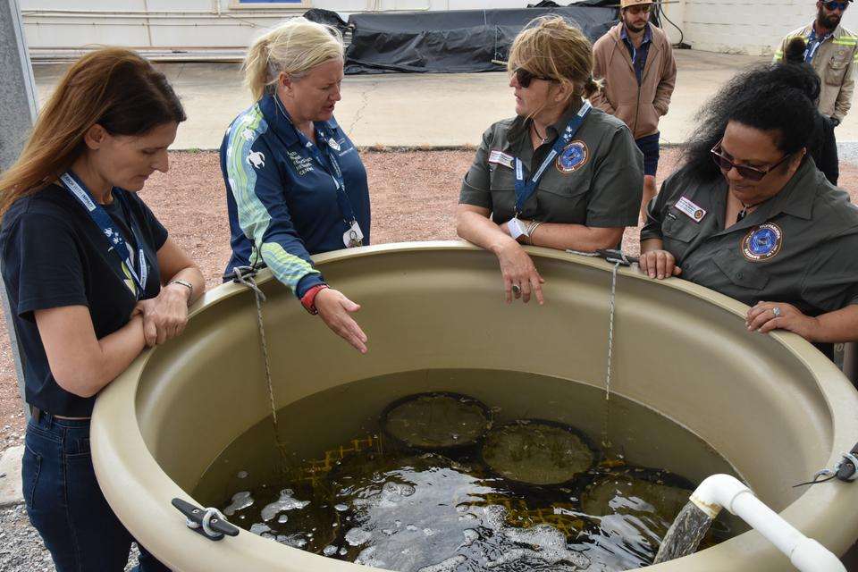 Seagrass collaborators stand around a seagrass nursery tank discussing  strategies.jpg