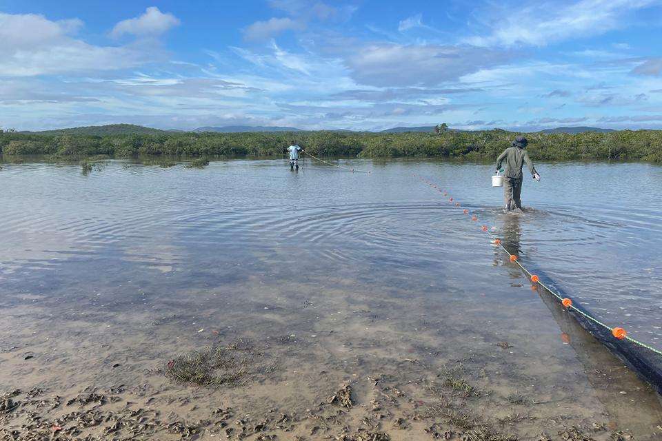 Two people dragging seine netting through an intertidal mangrove flat.jpg