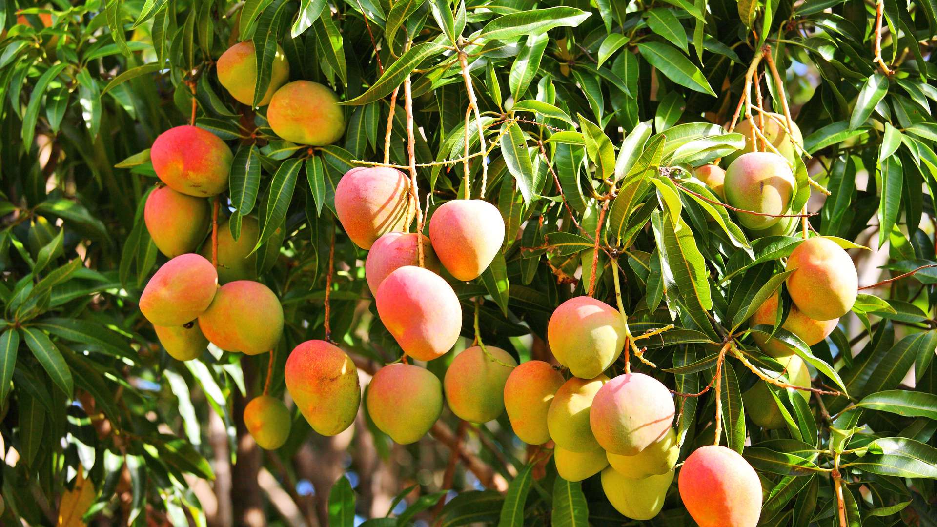 A mango tree with ripening fruits on it.