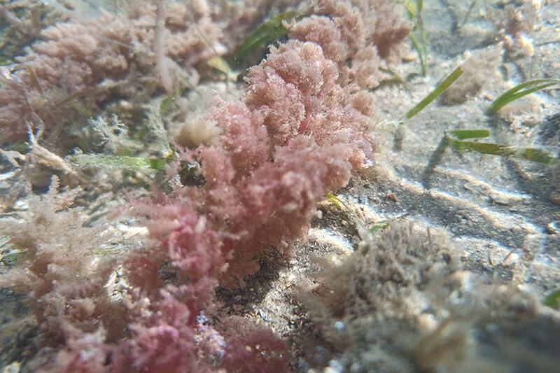 Ocean coral and reef