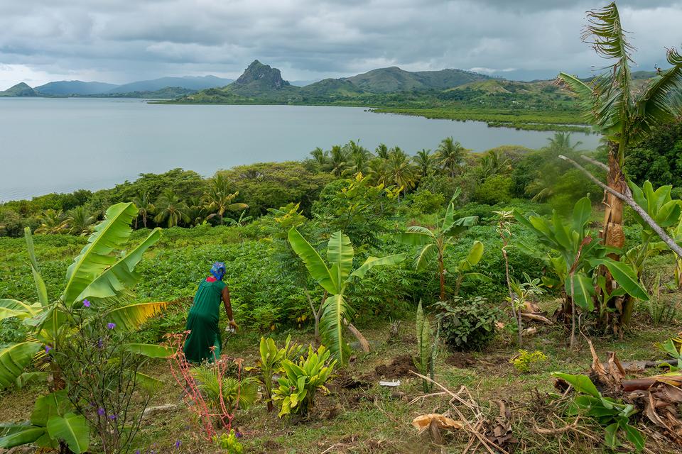 Farmer working in a South Pacific Island farm on the ocean front