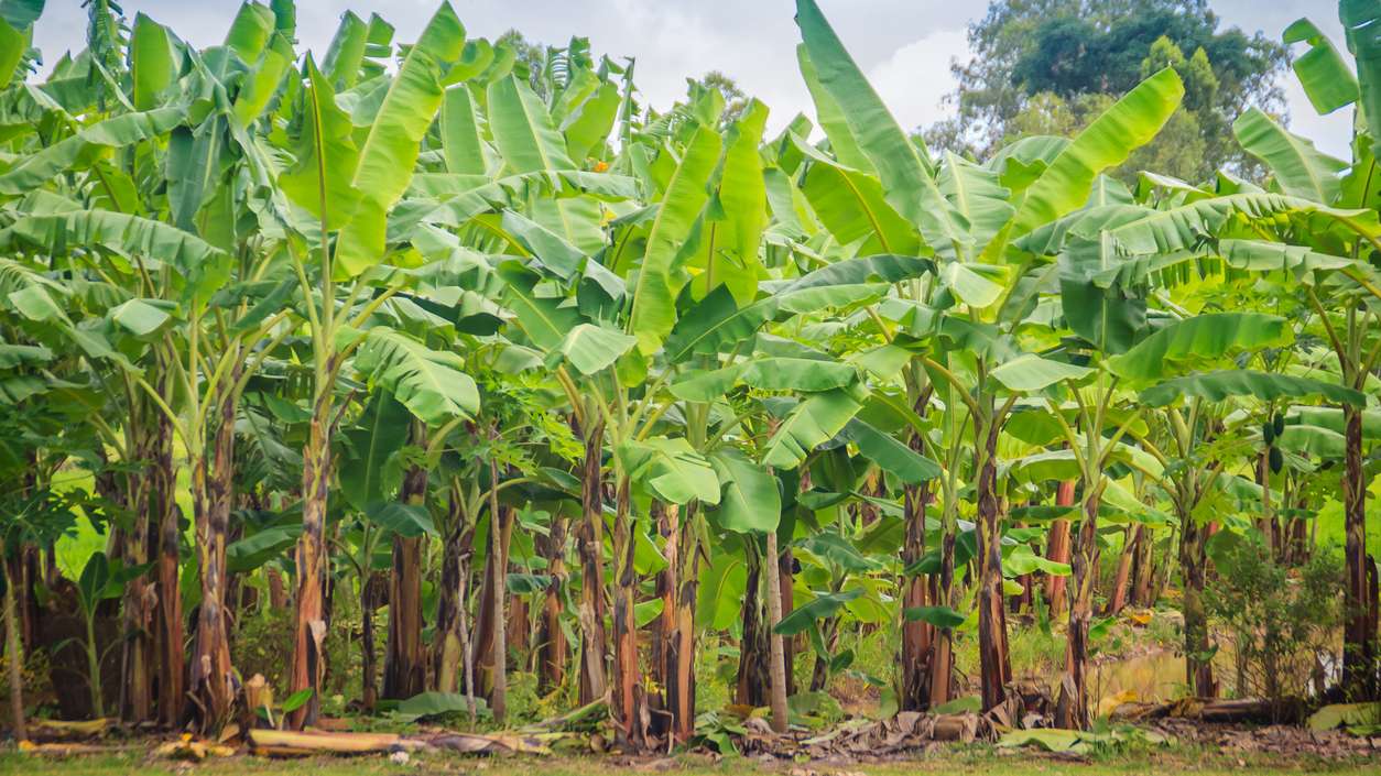 Forest of banana trees with bunches of green bananas