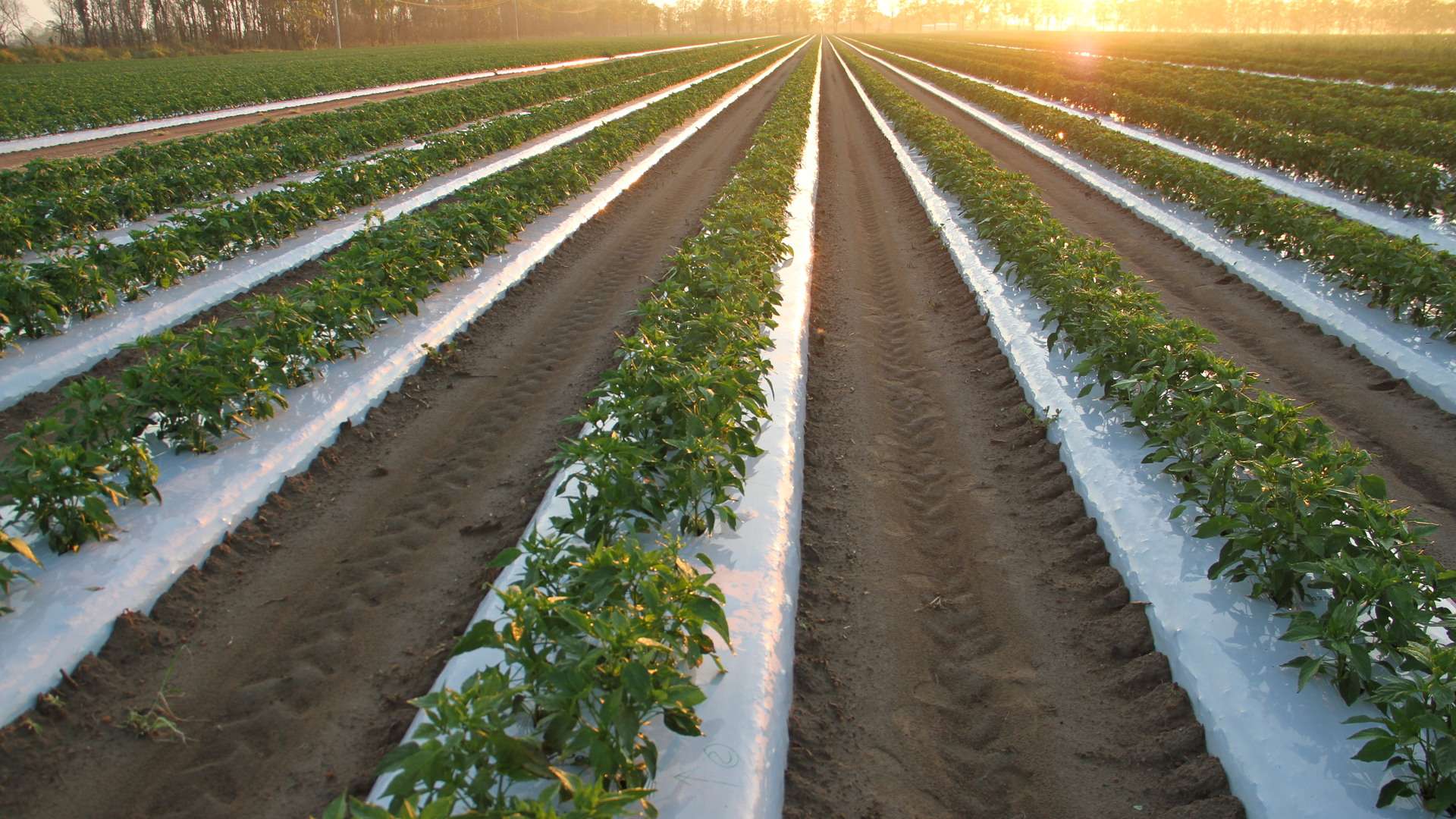 Rows of green crops on a horticulture property with the sun rising in the background.