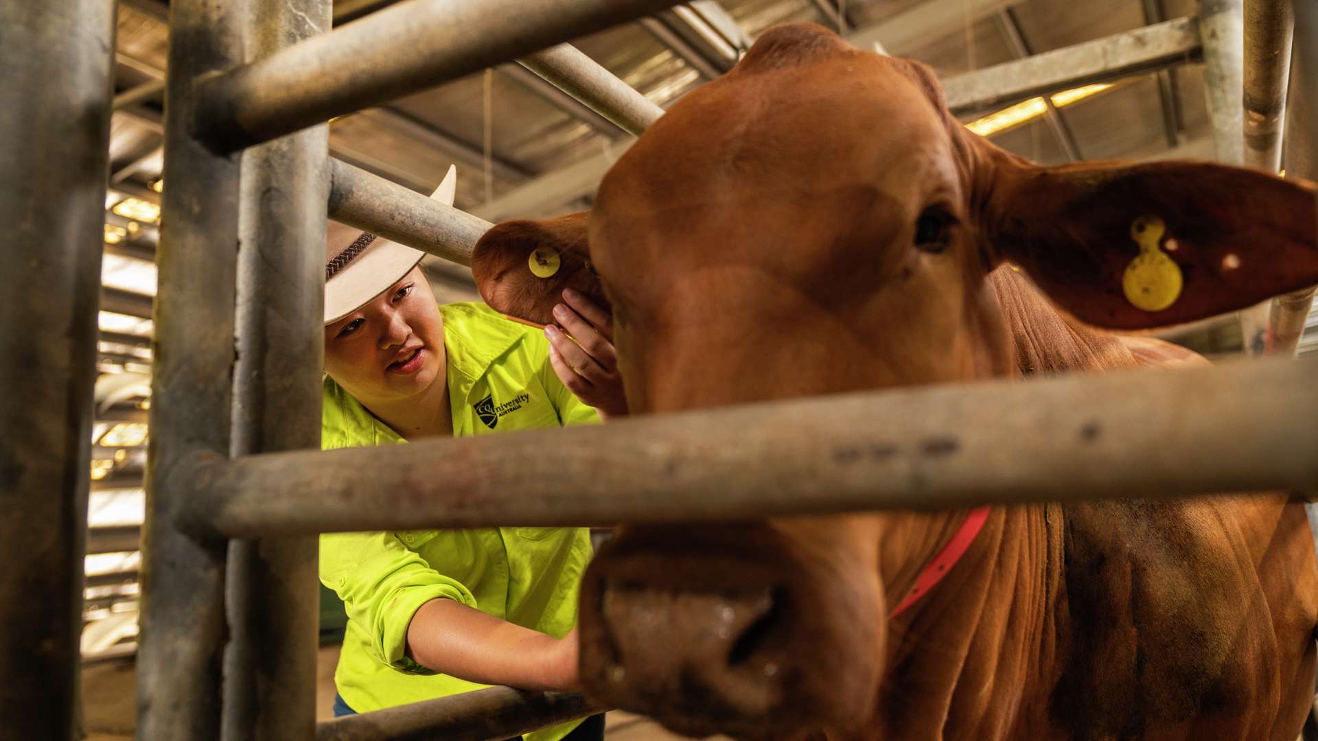 Dr Anita Chang examines the ear of a cow in the cattle yards at Belmont Station.