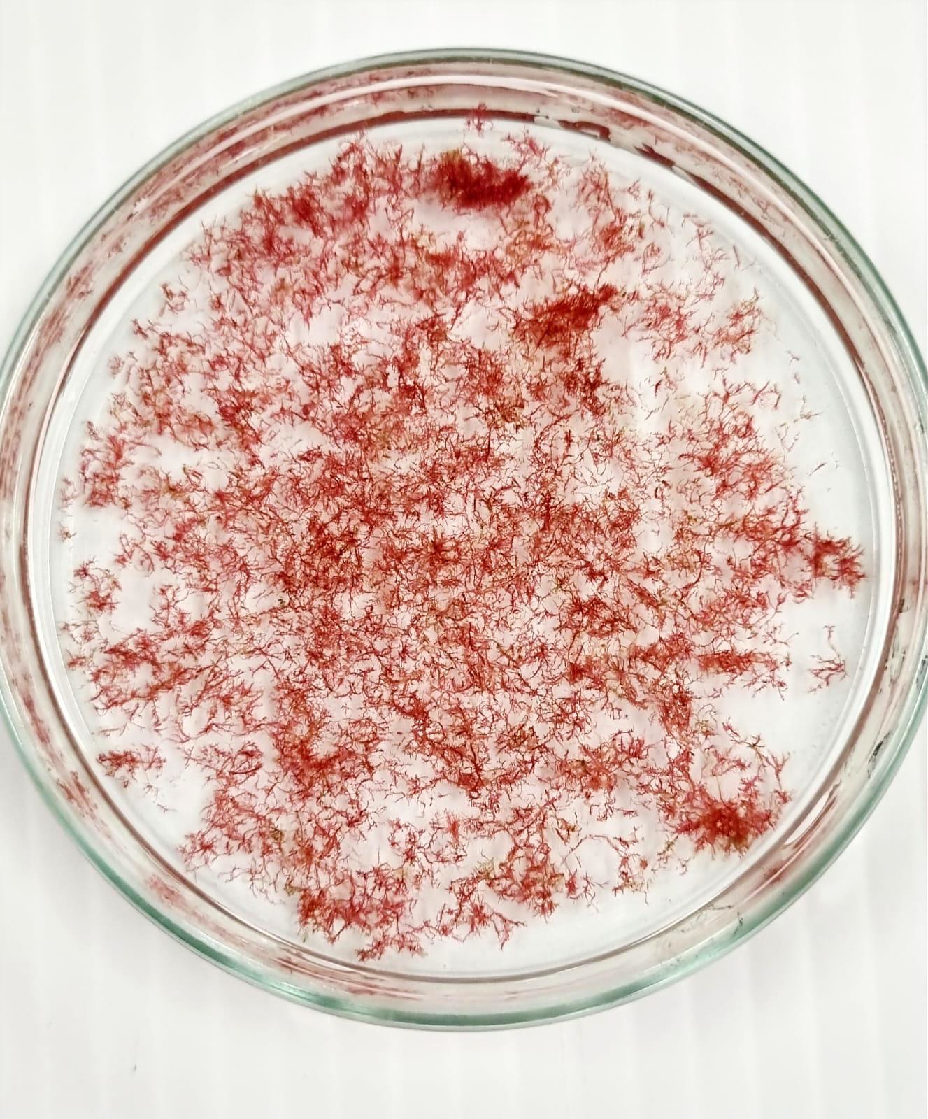Red seaweed Asparagopsis taxiformis in a petri dish