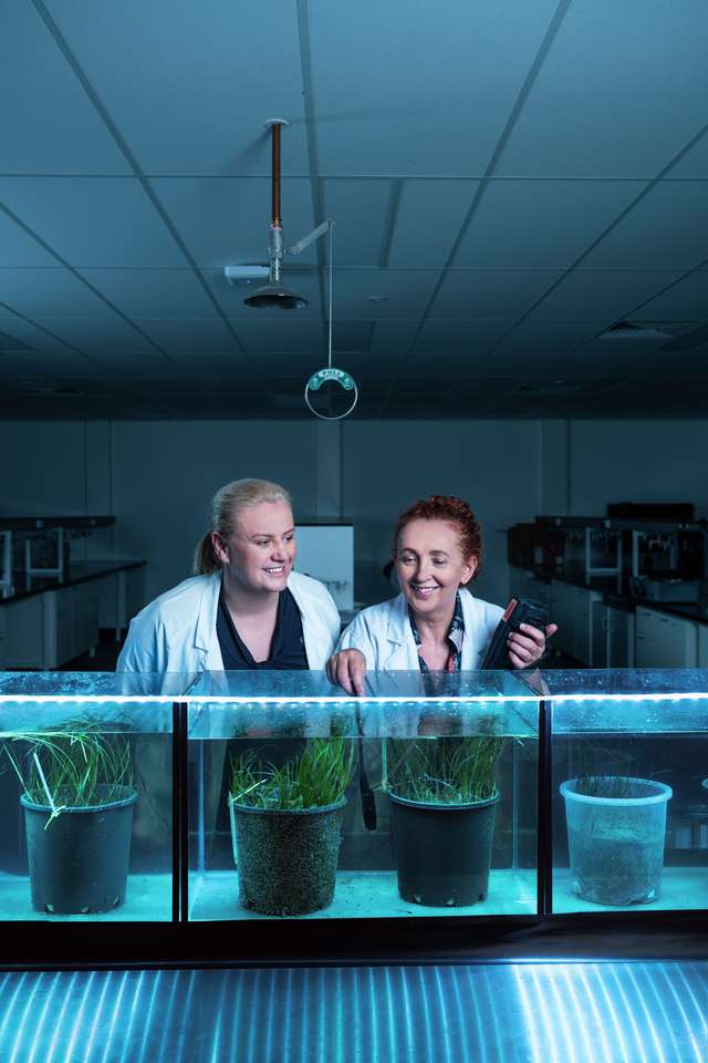 Two Research Higher Degree students inspecting seagrass in tanks in a laboratory