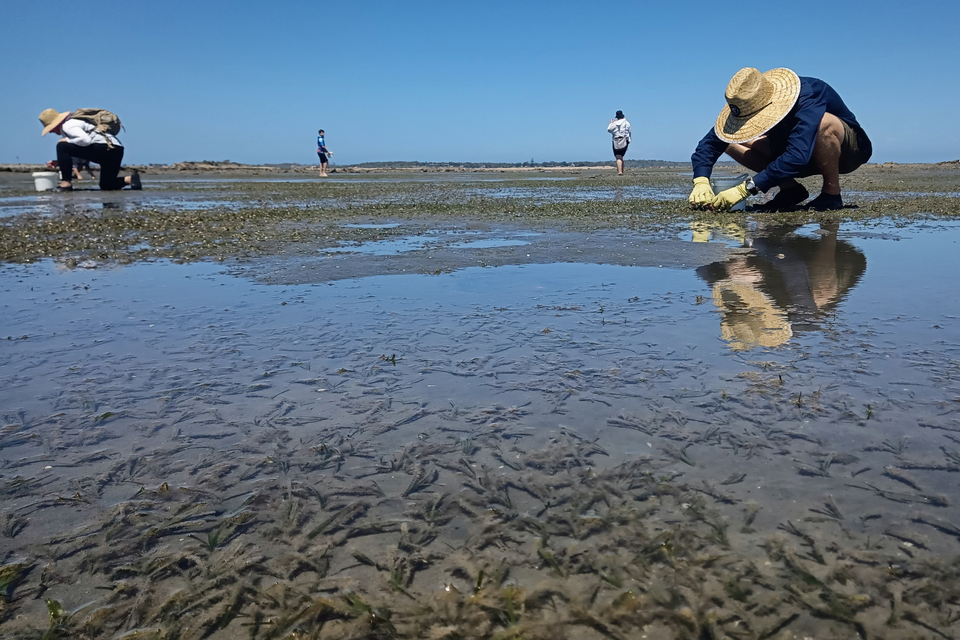 Volunteers searching for and collection seagrass flowers on a Gladstone beach